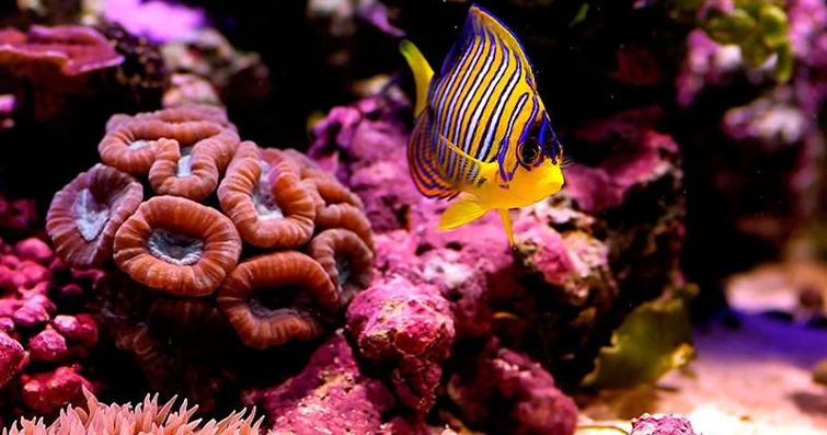 Denizaltının Gizemli Dünyası: Mercan Resiflerinde Yaşayan Canlılar