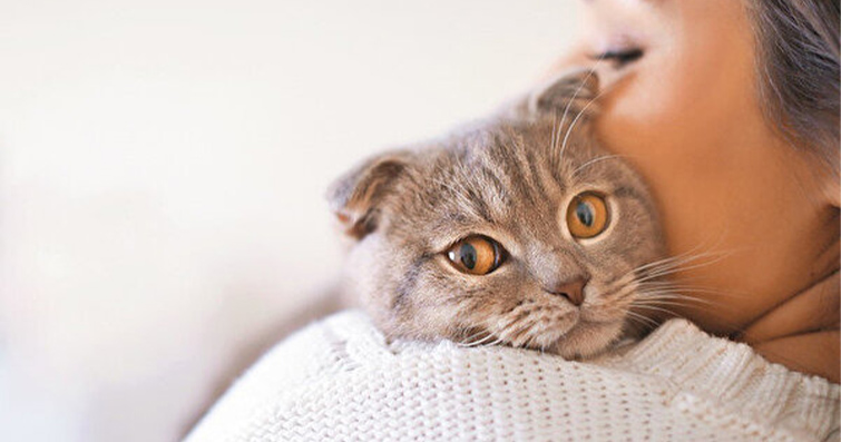 Kediler ve Akupunktur: Kedilerin Geleneksel Çin Tıbbıyla İlişkisi