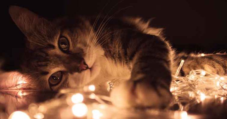 Kediler ve Doğal Ortamları: Ev Dışı Kedilerin Yaşamı