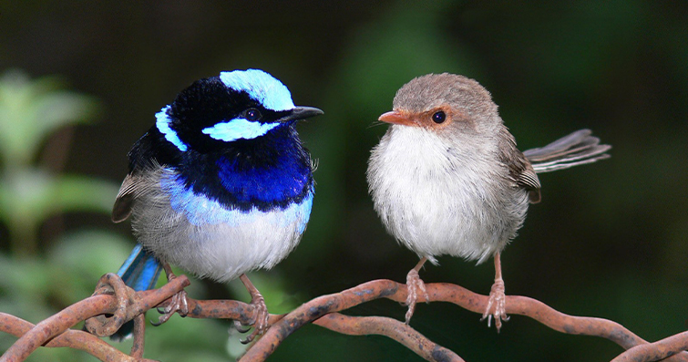 Kuşlar ve Uyum: Farklı Türlerin Aynı Kafeste Yaşama Deneyimi