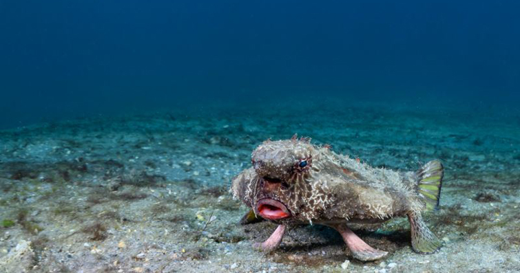 Dip Sirkülasyonu: Deniz Canlılarının Dip Tabakalarında Geçen Zamanları
