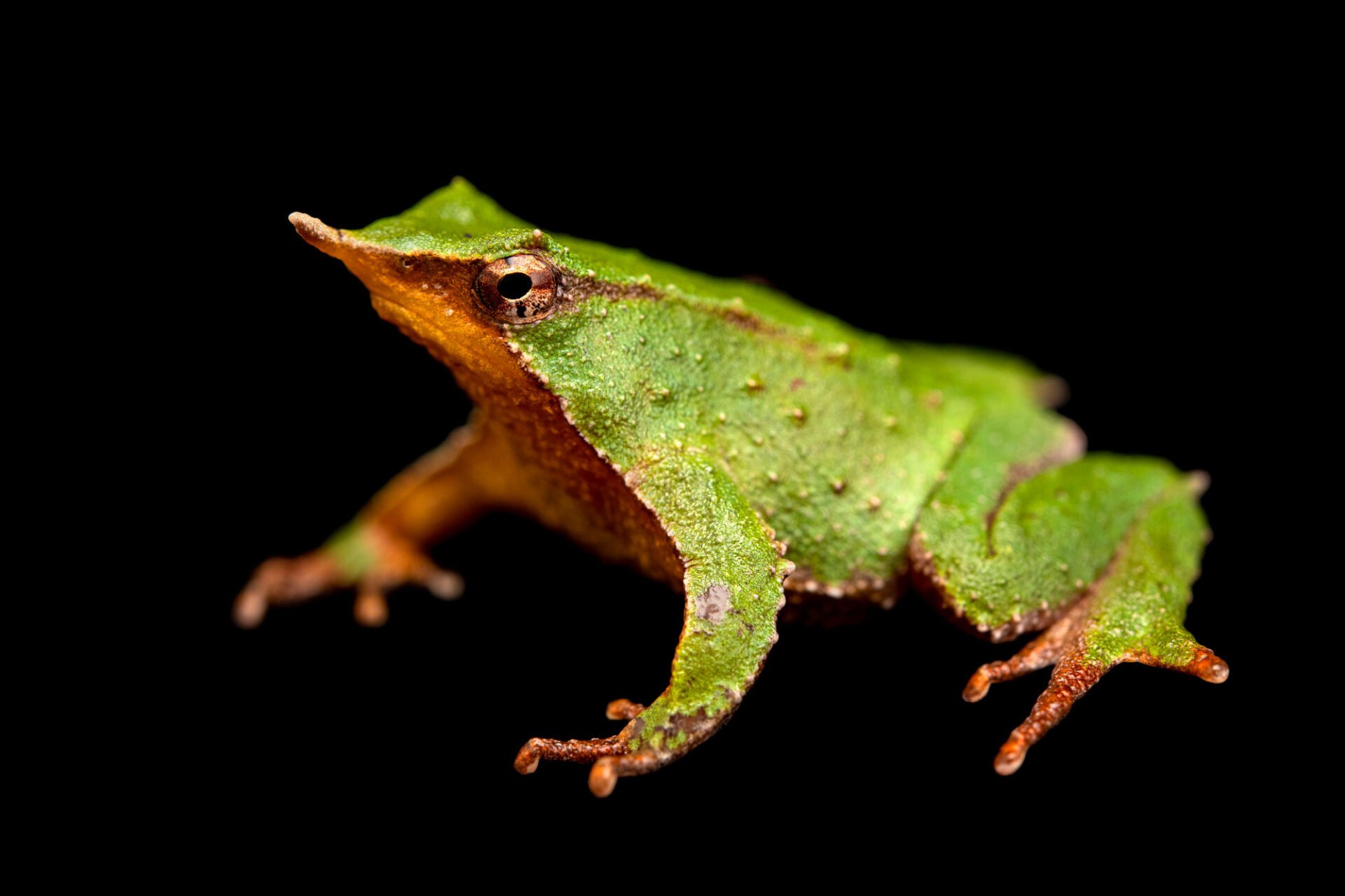Hangi Hayvan Ağzından Doğurur?