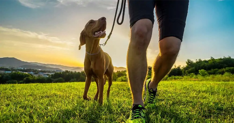 Köpekler ve Biyoenerji Terapisi: Enerji Akışını Dengeleme Yöntemleri