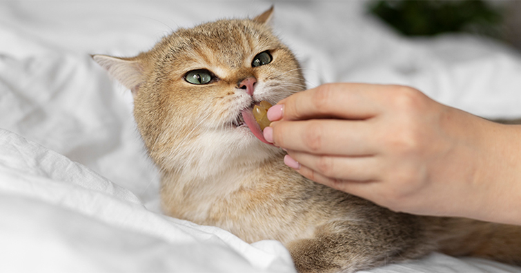 Kedilerin Besin Takviyeleri: Kedi Sağlığı İçin Eşsiz Besin Takviyeleri ve Vitaminler