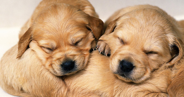 Köpeklerin Uyku Süreleri ve İhtiyaçları: Mutlulukları için Gereken Dinlenme