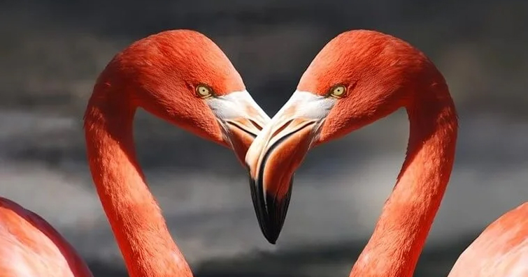 Flamingo: Pembe tüyleri ve uzun boyunlarıyla dikkat çeken flamingolar