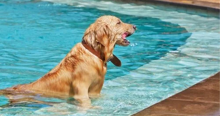 Köpekler ve Havuz: Köpeğinizle Güvenli Bir Yüzme Deneyimi