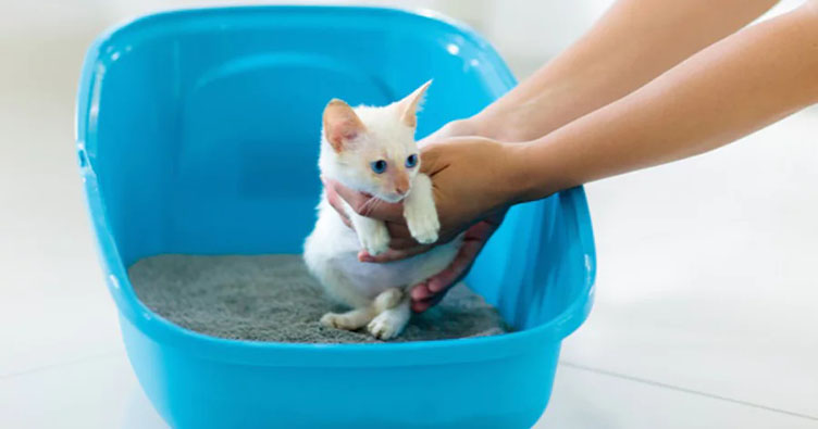 Kediye Tuvalet Eğitimi Vermek İçin Adım Adım Kılavuz