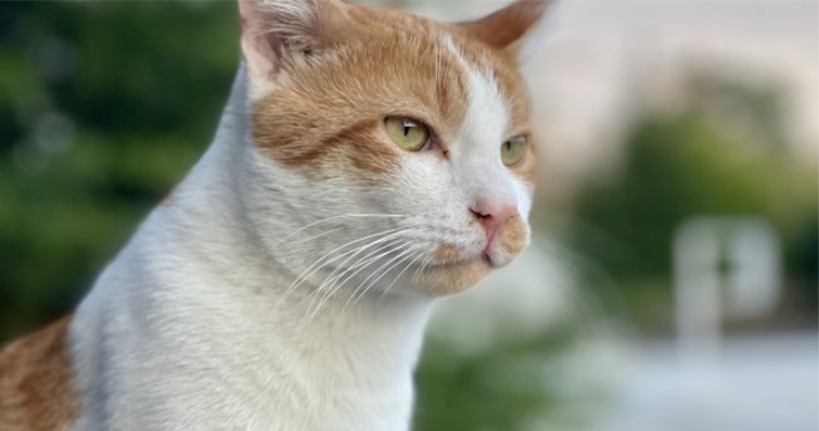 Kediler ve Reenkarnasyon İnançları: Kedilerin Ruhsal Bağlantıları ve Reenkarnasyon İnançları