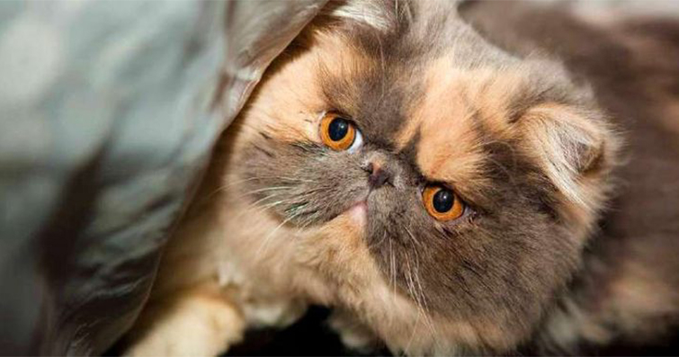 Kedilerde Görülen İdrar Taşı Oluşumu ve Tedavi Yöntemleri