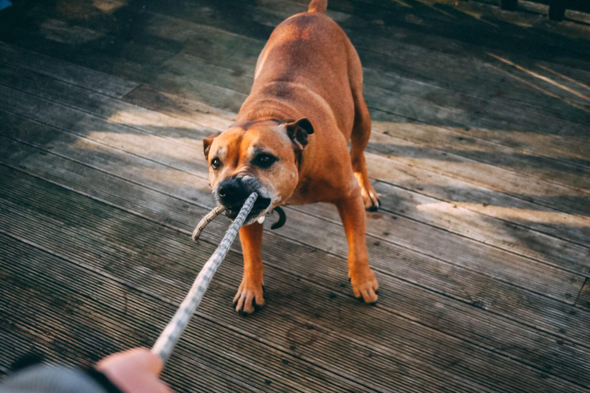 Köpeklerde Agresyon: Nedenleri ve İşlenmesi