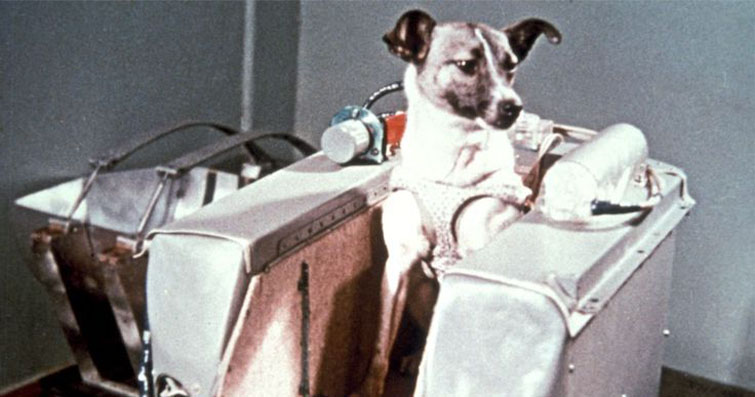 Köpeklerin Uzaya Yolculuğu: İnsanların En İyi Dostları Uzayda Nasıl Kaldı?