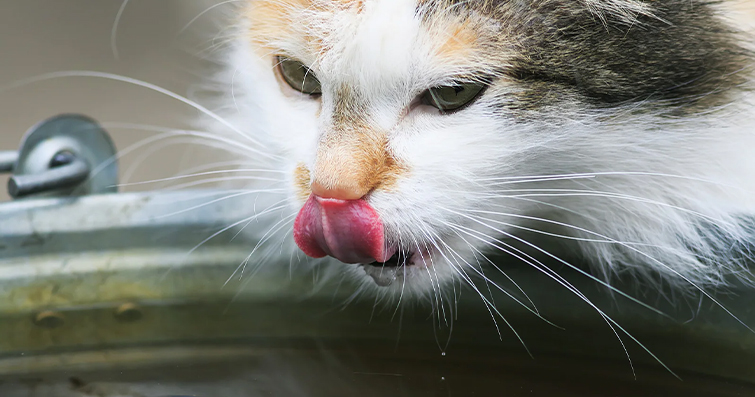 Kedilerde Boğulma Tehlikesi ve Önleme Yöntemleri