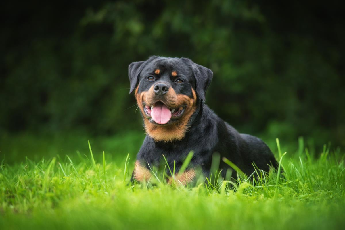 Rottweiler: Güçlü ve Sadık Koruma Köpeği