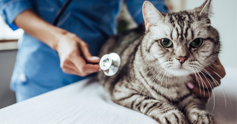 Sağlık Sigortasının Kediler İçin Avantajları ve Güvenceleri: Kedinizin Sağlığını Korumanın Akıllı Yolu