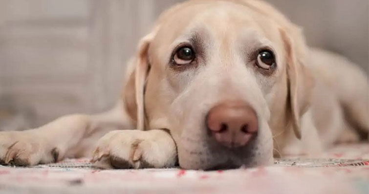 Köpeklerde Kalp Hastalıkları: Belirtileri ve Tedavi Seçenekleri