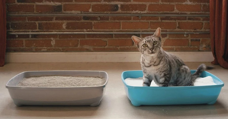 Kum Kabı Temizliği: Kedilerinizin Sağlığı İçin Neden Önemlidir?