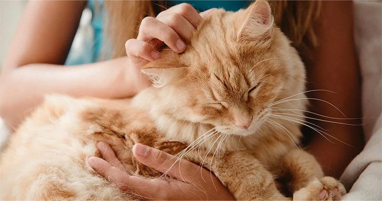 Kedilerin Evde Enerji Dengesine Olan Olumlu Etkileri: Terapötik Patilerin Gücü
