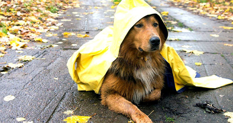 Köpeklerde Havanın Soğuk veya Sıcak Etkilerine Karşı Koruma