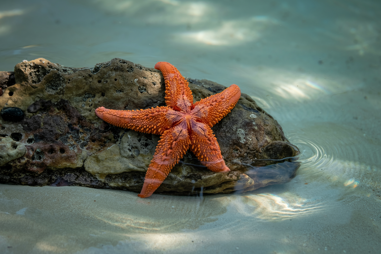 Deniz Yıldızları Nasıl Midelerini Dışarı Çıkarır?
