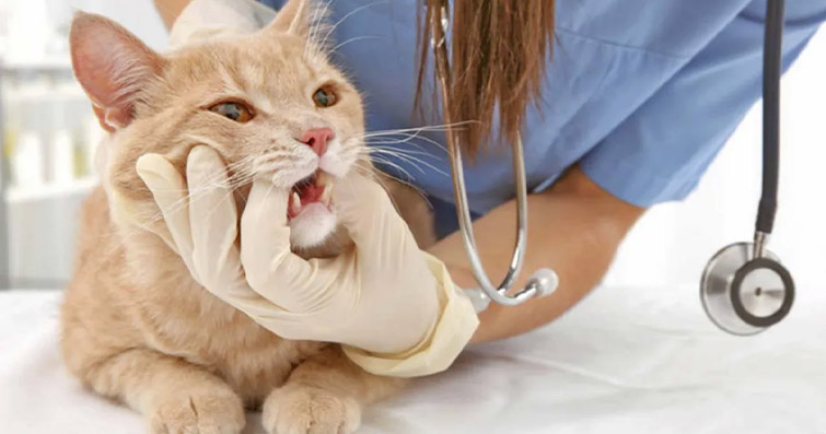 Kediler ve Doğal İlaçlar: Bitkisel Çözümlerle Kedinizin Sağlığını Destekleyin