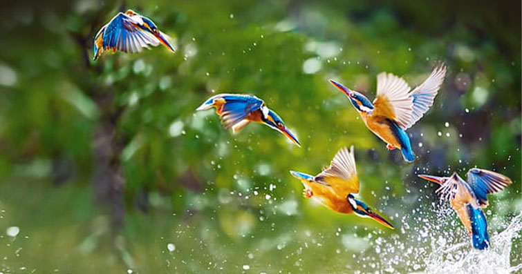 Kuşların Avlanma Liderliği: Zirveye Ulaşmak İçin İşbirliği Stratejileri
