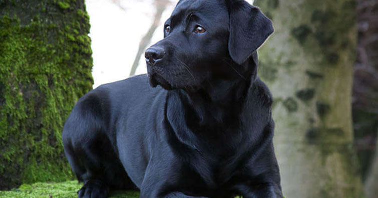 Labrador Retriever Köpekleri: Özellikler, Bakım ve Kişilik
