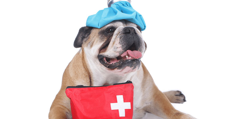 Köpekler İçin Tıbbi Acil Durumda Başa Çıkma Kılavuzu