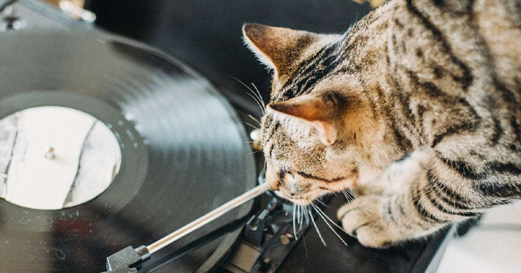 Kediler ve Müzik: Kedinizin Müzikle Nasıl Etkileşimde Bulunduğunu Keşfedin