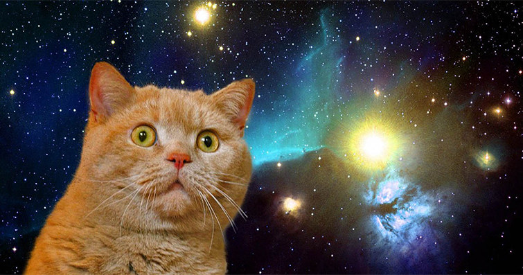 Kediler ve Yıldızlı Gökyüzü: Kedinizle Birlikte Yıldızları İzlemenin Keyfi 