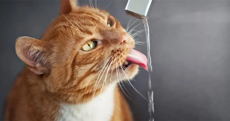 Kediler ve Sıvı Tüketimi: Hidrasyonu Sağlamanın Yolları
