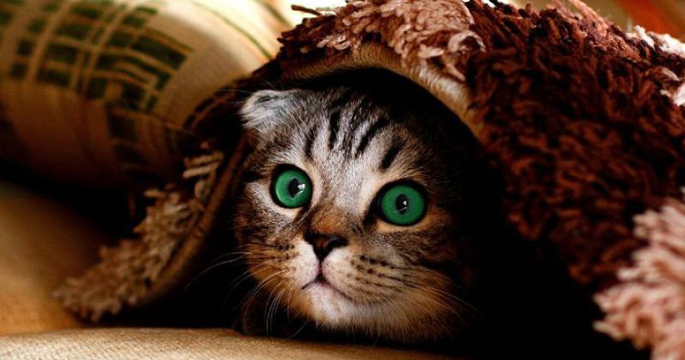 Kedilerde Hipnoz: Kedilerin Sizi Bakan Gözlerinin Sırları
