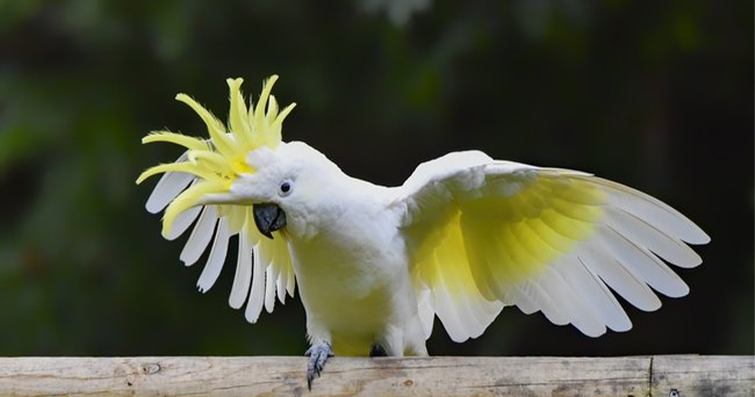 Kakadu Papağanları Hakkında Büyüleyici Gerçekler