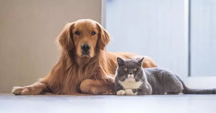 Kedilerin Zekası: Köpeklerden Farklı mı?
