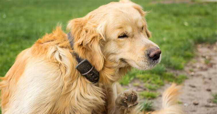 Köpeklerde Güvenli ve Doğal Pestisitler: Pire ve Keneleri Kontrol Etme Yolları