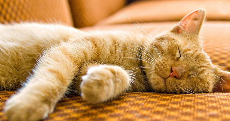 Kedilerde Uyumaya Yardımcı Doğal Bitkiler