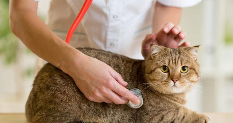 Kedilerde Kalp Hastalıkları: Belirtiler ve Tedavi Seçenekleri