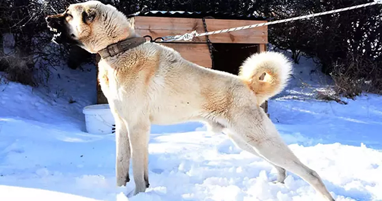 Köpekler ve Kar Küresi: Köpeklerin Kar İle İlk Karşılaşmaları