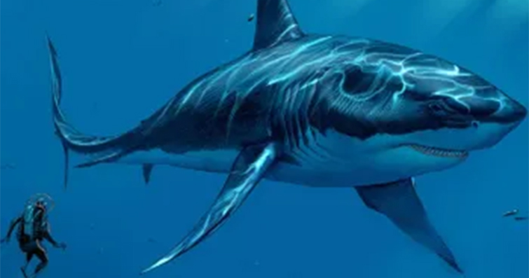 Denizlerin Hükümdarları: Köpekbalıkları ve Kılıçbalıkları