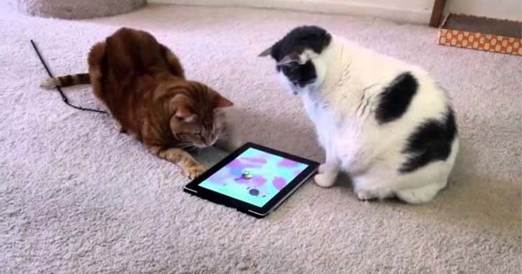 Kediler ve Elektronik Cihazlar: Kedilerin Tablet ve Bilgisayarlara İlgisi