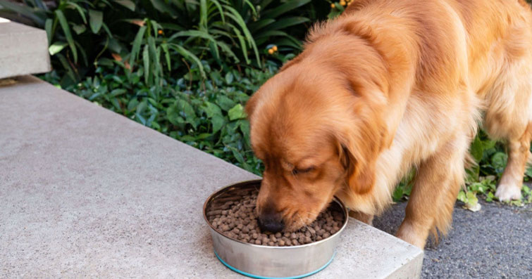 Köpekler ve Besin Alımı: Köpeğinizin Sağlıklı Bir Diyet İçin Gerekli Besinleri Alma Yolları