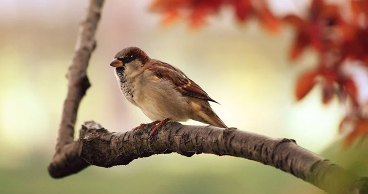 Kuşların Toprak İşleme Rolü: Ekolojik Tarımdaki Yararları