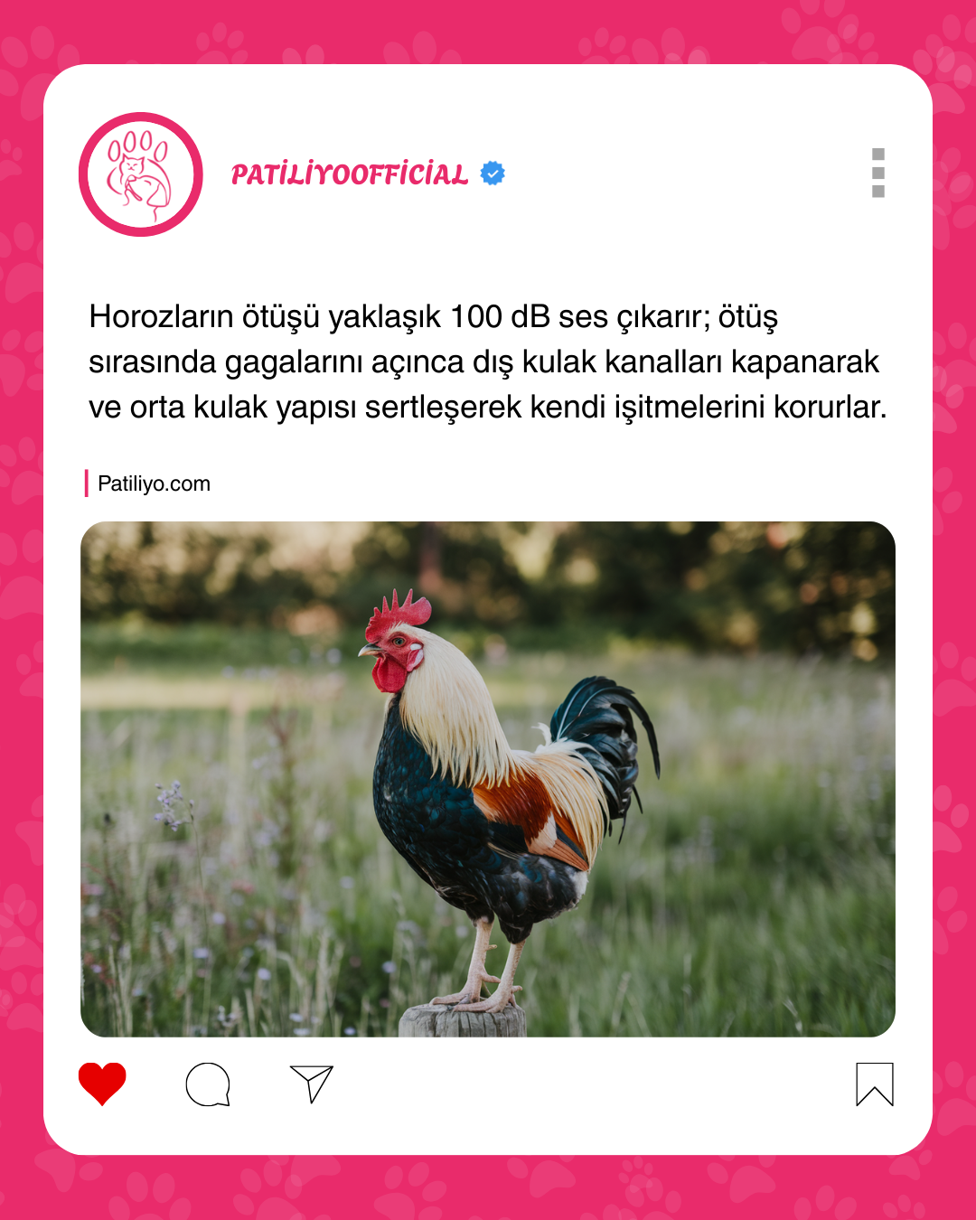 patiliyo.com