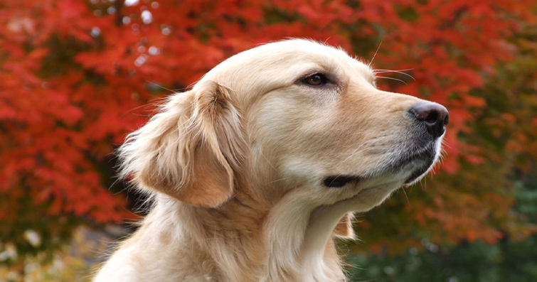 Köpeklerin Müthiş Yetenekleri: Koklama, İşitme ve Duygusal Zeka