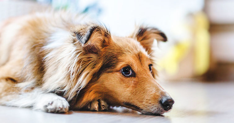 Köpeklerde Sık Karşılaşılan Zehirli Maddeler: Tehlikeli Yiyecekler ve Eşyalar