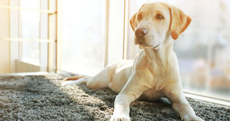 Köpeklerde Hormonal Değişimler ve Kısırlaştırma/Seğirtme: Sağlık ve Davranış Üzerindeki Etkileri