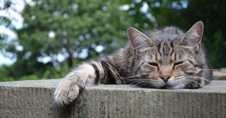 Kedi Terapisi: Ruhsal Rahatlama Sağlayan Dostlar