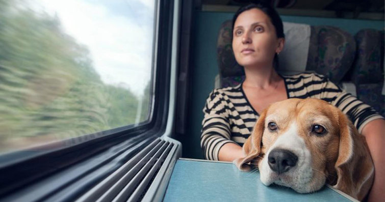 Köpeklerde Tren Yolculuğu İpuçları