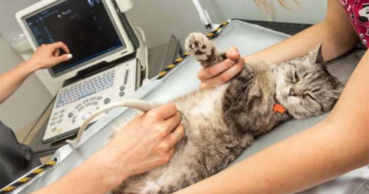 Kediler ve Ultrason Cihazları: Kedi Deterjanları ve Etkileri