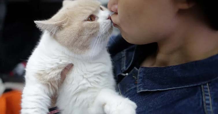Kediler ve Güçlü Bağlar: Sahiplerinin Kedilerine Bağlılığı